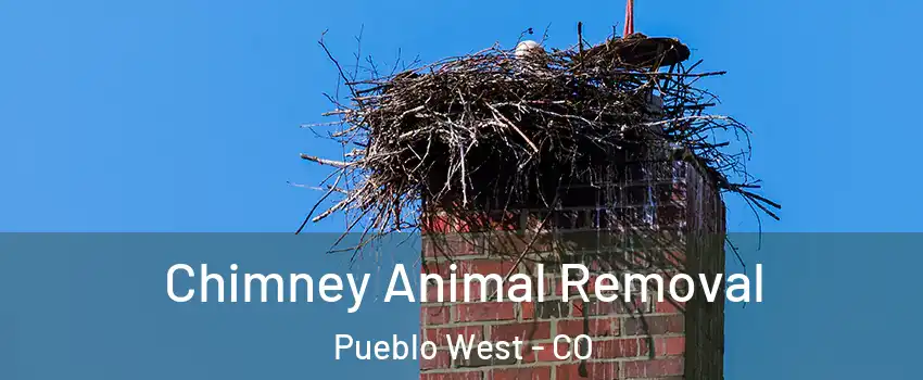 Chimney Animal Removal Pueblo West - CO