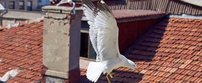 Residential Chimney Animal Removal Solution in Pueblo West, CO