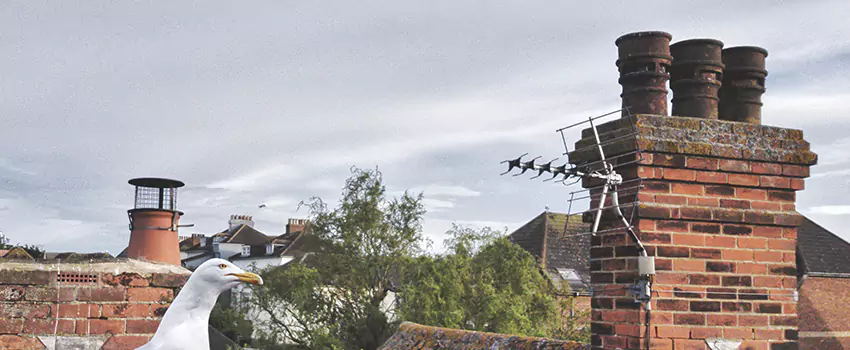 Chimney Cleaning And Restoration in Pueblo West, Colorado